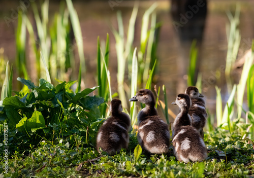 Four cute chicks of Canadian goose after hatching in on a pond in Dortmund Germany. Canada goose (Branta canadensis) is a large wild goose with black head and neck, white cheeks and a brown body.