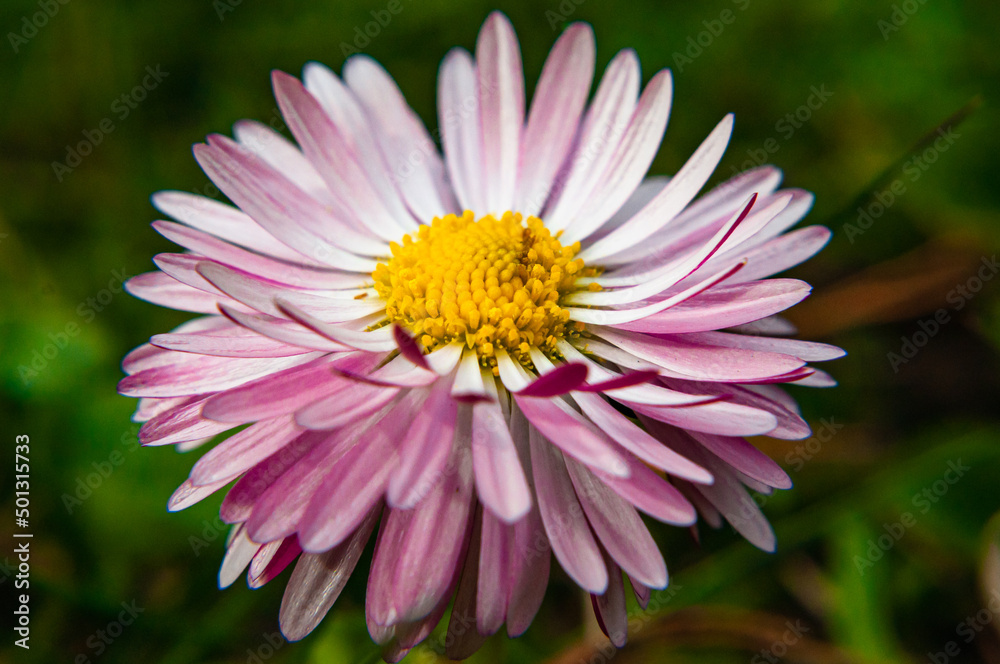 A macro photograph of a small flower on a lawn A macro photograph of a small flower on a lawn