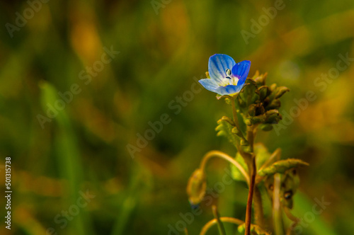 A macro photograph of a small flower on a lawn