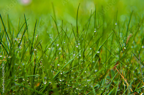 dew on green grass, drops of water