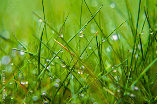 dew on green grass, drops of water