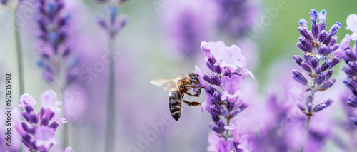 Photo Pollination with bee and lavender with sunshine, sunny lavender.