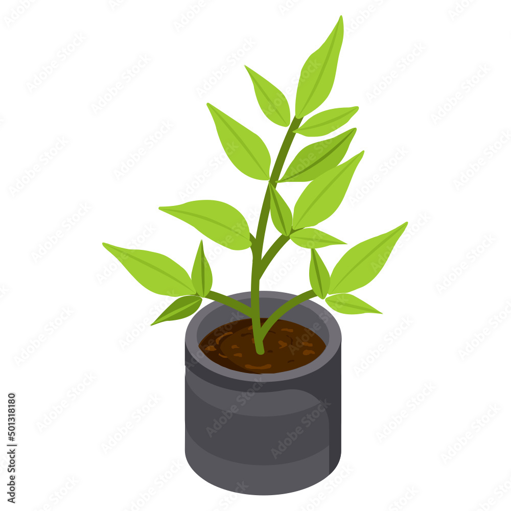 Money Tree Money Tree