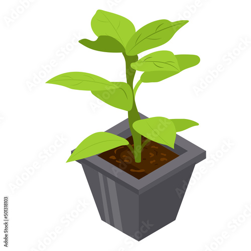 Decorative Plant 
