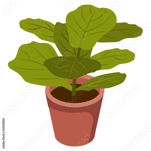 Indoor Plant 