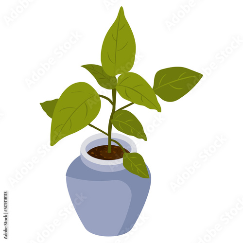 Foliage Houseplant