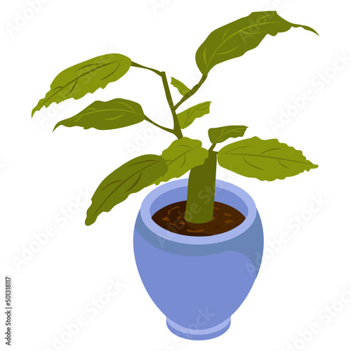 Birch Pot