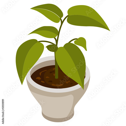 Rubber Plant  