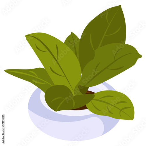 Aspidistra Plant