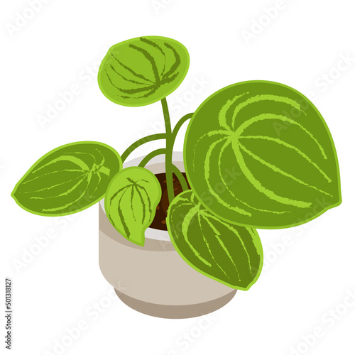 Pilea Cadierei