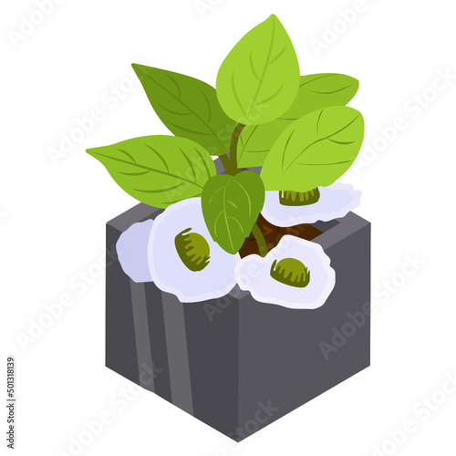 Gardenias Plant 