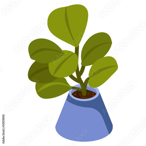 Jade Plant 