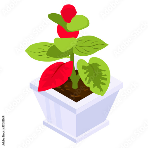Poinsettia Plant