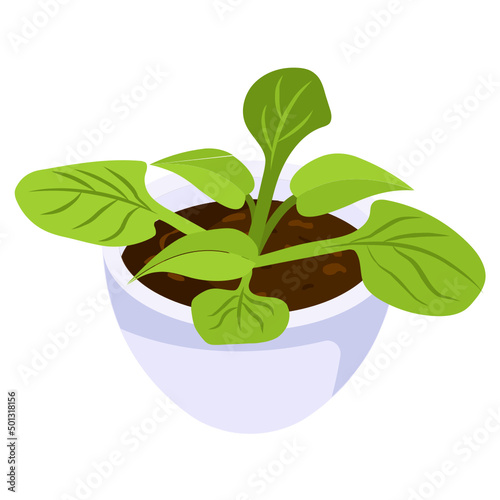 Decorative Plant 