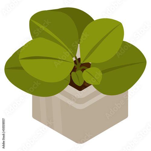 Jade Plant 