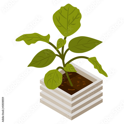 Philodendron  