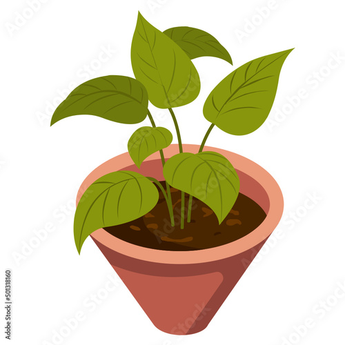 Indoor Plant 