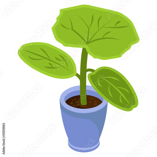 Dieffenbachia Plant