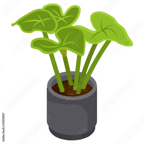 Velvet Alocasia