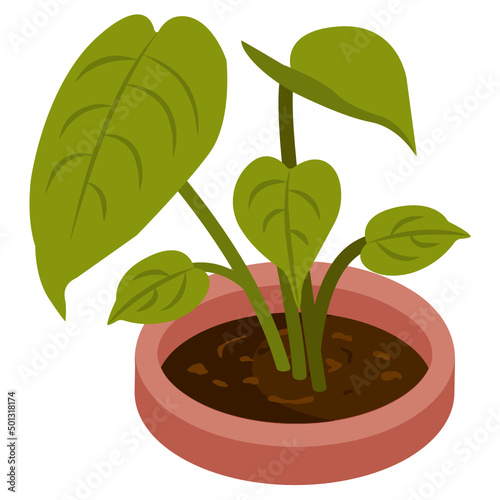 Foliage Houseplant