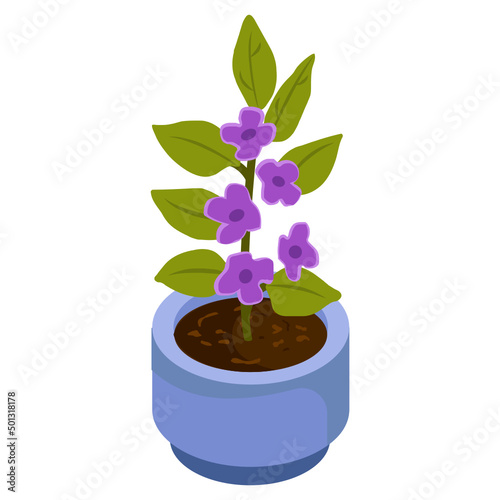 Purple Allamanda
