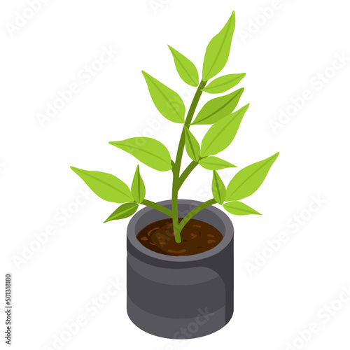 Money Tree