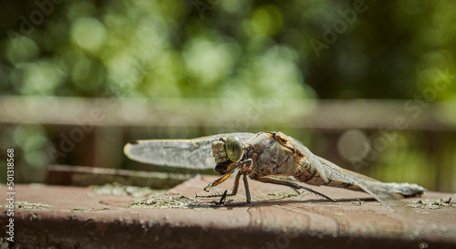 Dragonfly eats a fly. Insect species - Odonata. Dragonfly hunting in the wild for flies. © Live heavenly