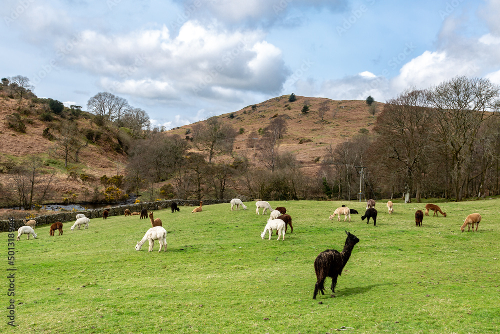A herd of alpacas in a field in rural Cumbria