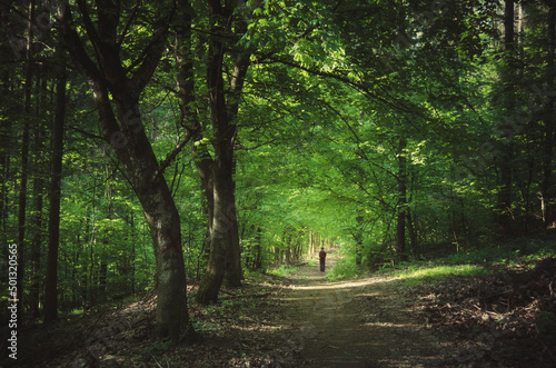 green woods landscape, man walking on forest path © andreiuc88