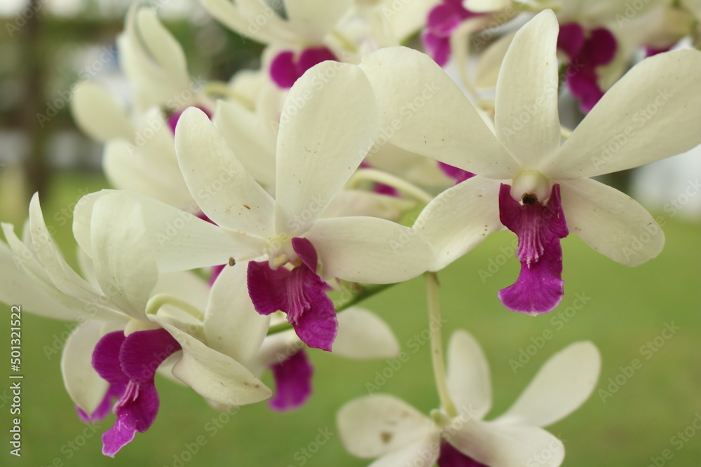 pink orchid flower