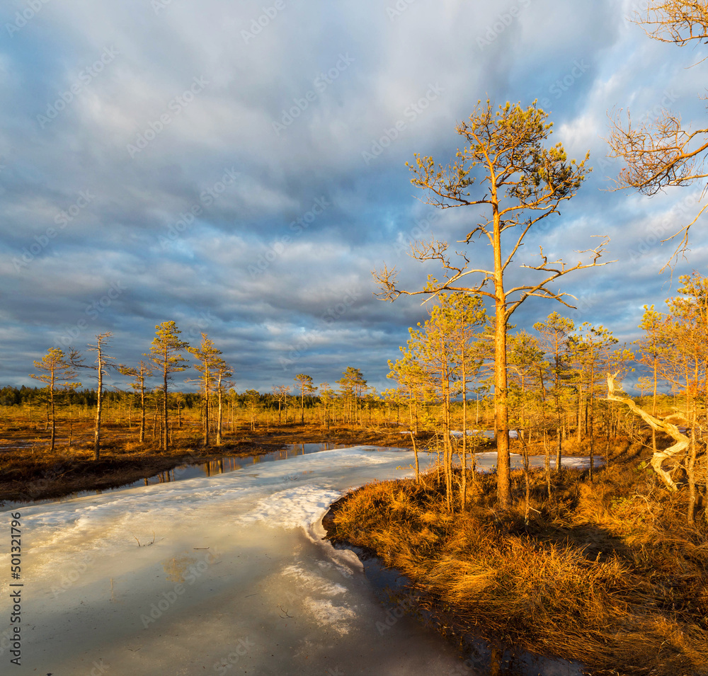 spring in the swamp. Karelian Isthmus. Russia