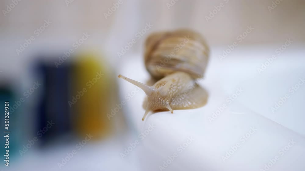 Achatina Snail Crawls Slowly Along the White Surface of Washbasin in