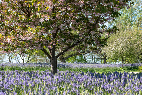 Wallpaper Mural Ornamental blossom tree with pastel pink blooms. Blue Camassia leichtlinii flowers grow in a grassy meadow around the tree. Photographed in springtime in a garden in Wisley, near Woking in Surrey UK. Torontodigital.ca