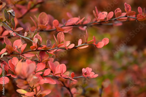 red leaves czerwone liście