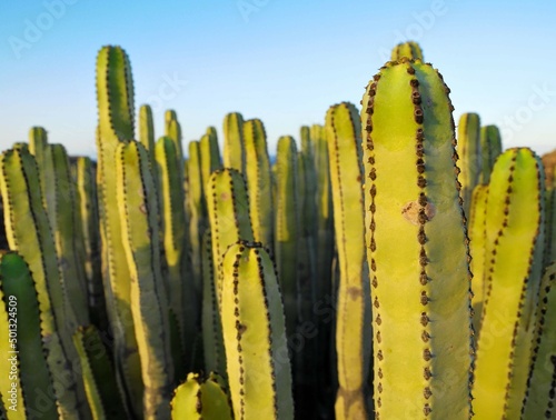 Succulent Plant Cactus on the Dry Desert