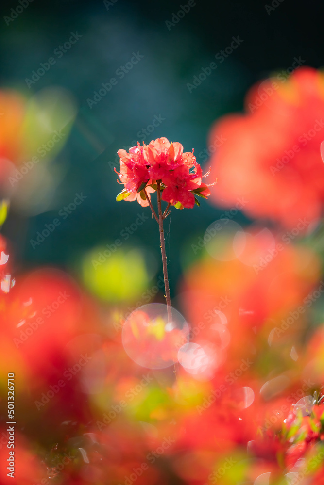 赤い花 赤い花