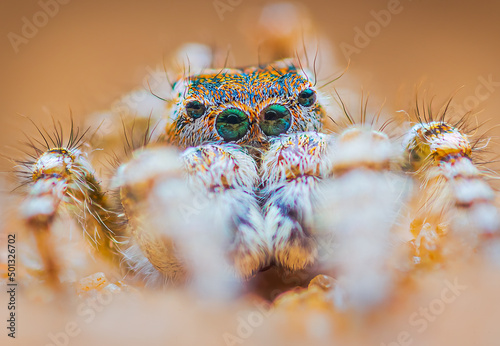 Spider portrait, jumping spider portrait - Yllenus arenarius