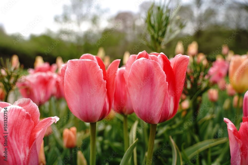 Bi color Tulips background, selective focus Bi color Tulips background, selective focus