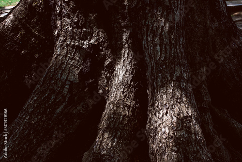 Abstract treet trunk photo