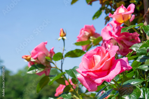 Rose bloom in the parc de Bagatelle