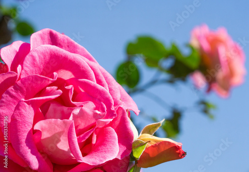 Rose bloom in the parc de Bagatelle
