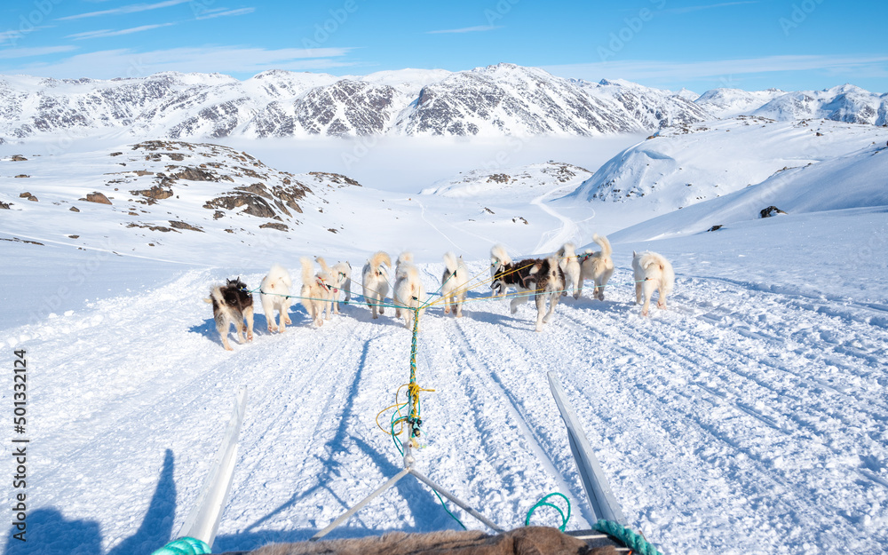 Dog sledding on sunny day in Greenland - obrazy, fototapety, plakaty 