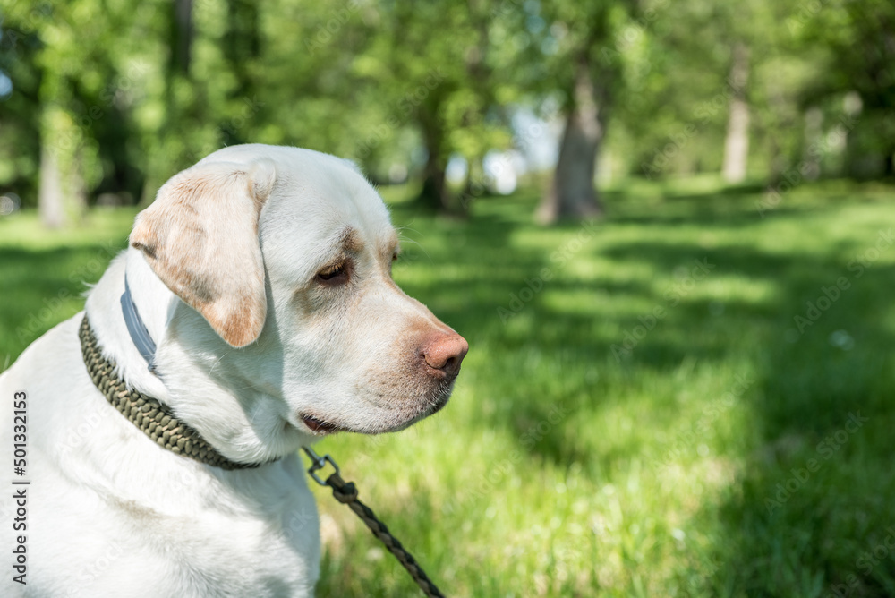 Portrait close up head of a golden or white Labrador Retriever dog in the park