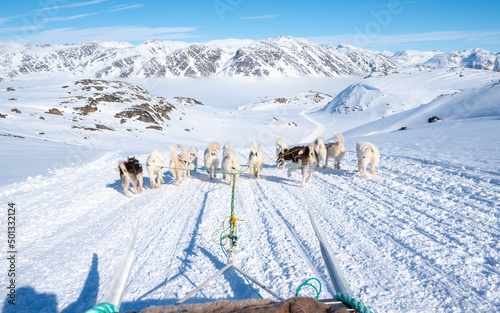 Dog sledding on sunny day in Greenland