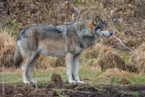 The wolf  Canis lupus  also known as the gray wolf or grey wolf