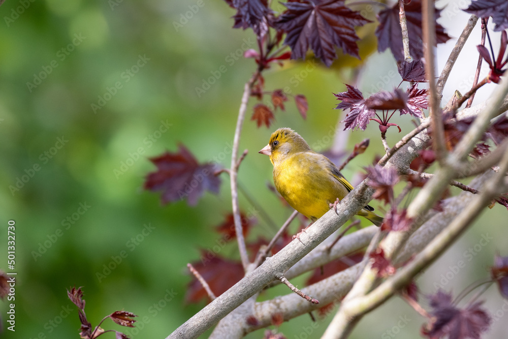 Oiseau jaune Verdier d'Europe sur arbre avec feuilles et bourgeons de printemps Oiseau jaune Verdier d'Europe sur arbre avec feuilles et bourgeons de printemps