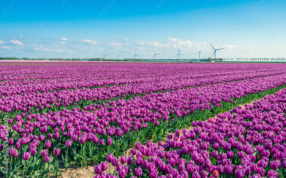 Purple tulips in long rows on a large field of a specialized Dutch bulb nursery. Wind turbines are in the background. It is a sunny spring day with a blue sky.