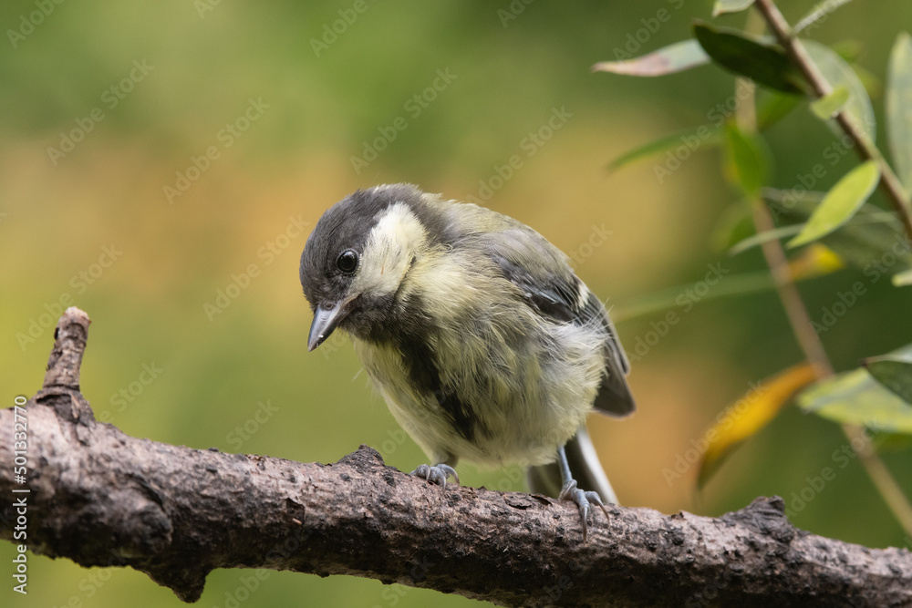 Mésange charbonnière dans la nature, posée sur une branche et qui regarde de face ou de côté Mésange charbonnière dans la nature, posée sur une branche et qui regarde de face ou de côté