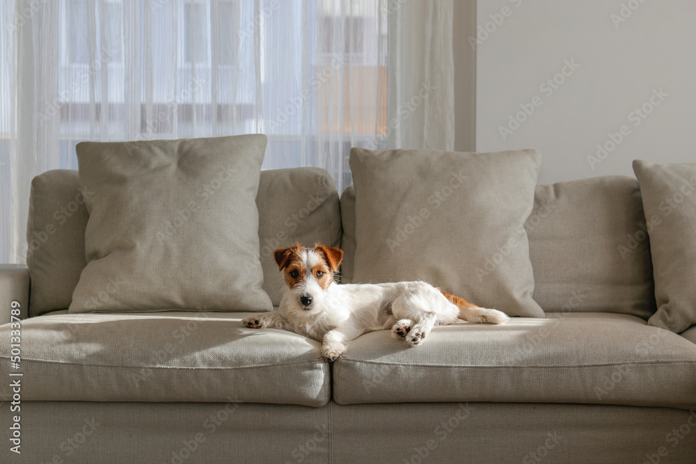 Wire haired Jack Russell Terrier puppy on the beige textile couch looking at the camera. Small rough coated doggy with funny fur stains sitting on the sofa at home. Close up, copy space, background