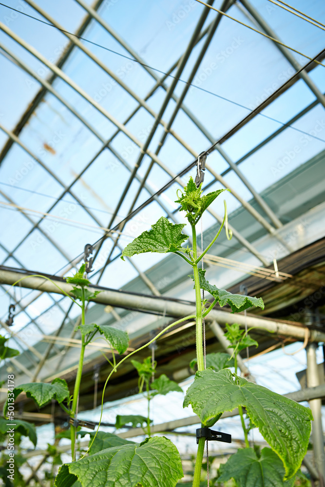 vegetables growing in a greenhouse